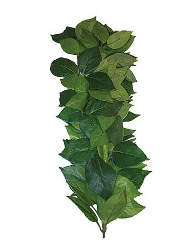 PLANTA PARA TERRÁRIO - FICUS L