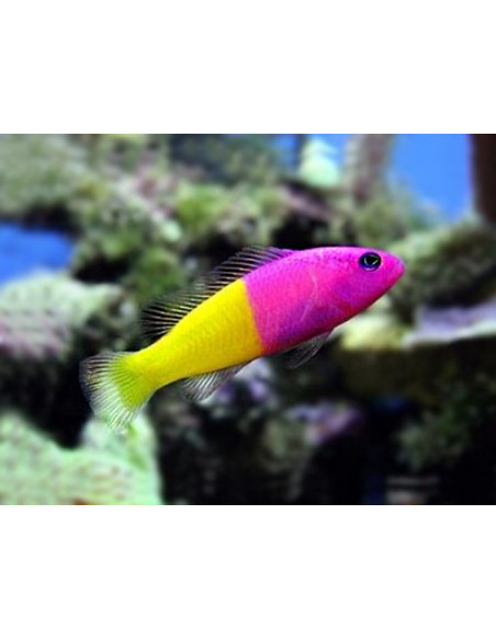 DONZELA BICOLOR