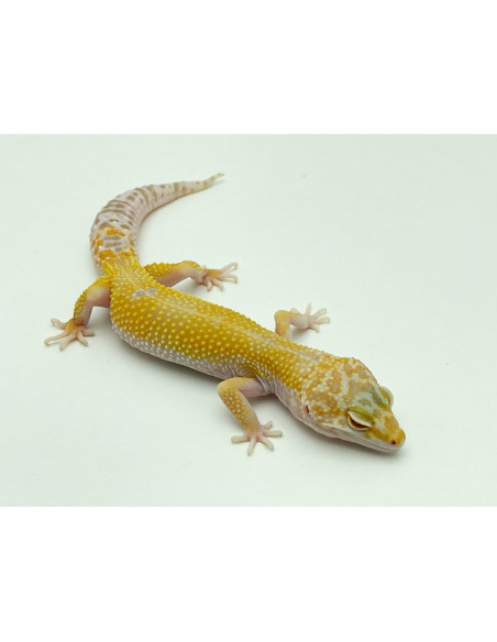 GECKO LEOPARDO 'Hypo Tremper'