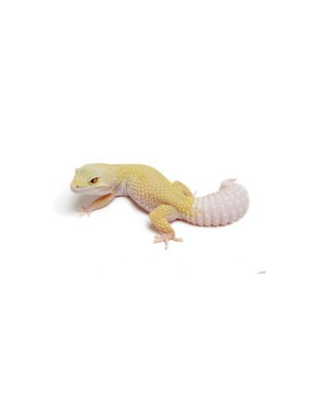 GECKO LEOPARDO ' Ember'