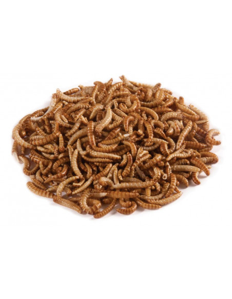 LARVA DE BUFFALO - 100 ml