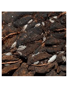 ISÓPODES TROPICAIS (CULTURA)