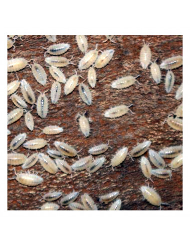 ISÓPODES TROPICAIS (CULTURA)