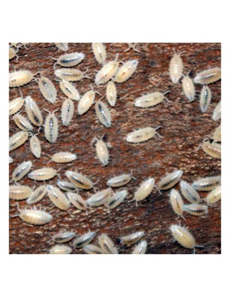 ISÓPODES TROPICAIS (CULTURA) ISÓPODES TROPICAIS (CULTURA)