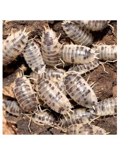 ISÓPODES 'VACA LEITEIRA' (CULTURA - 10 unidades)