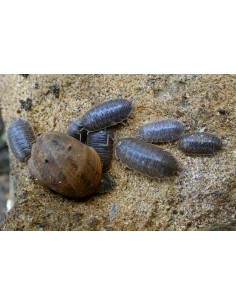 ISÓPODES 'VACA LEITEIRA' (CULTURA - 10 unidades) 2