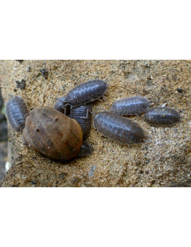 ISÓPODES 'VACA LEITEIRA' (CULTURA - 10 unidades)