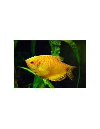 GOURAMI OURO