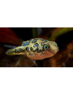 PEIXE BALÃO ANÃO, 1 - 2 CM