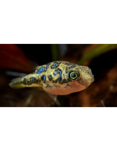 PEIXE BALÃO ANÃO, 1 - 2 CM