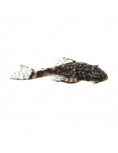 ANCISTRUS SP. 5-6 CM