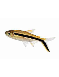 TETRA PINGUIM, 2 CM