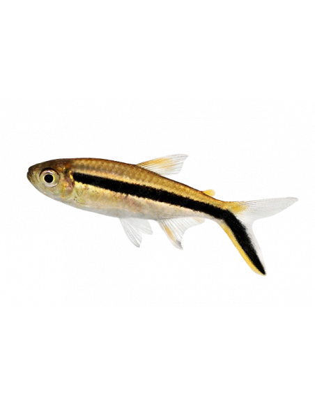TETRA PINGUIM, 2 CM