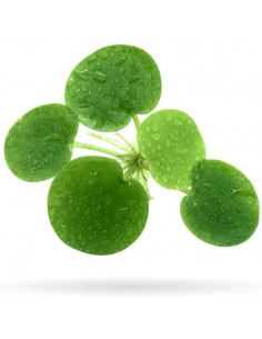 LIMNOBIUM LAEVIGATUM - 1 PÉ