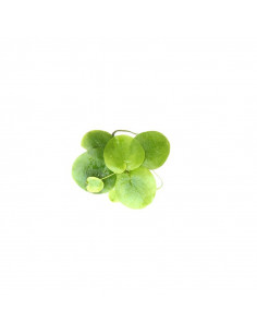 LIMNOBIUM SPONGIA - 1 PÉ