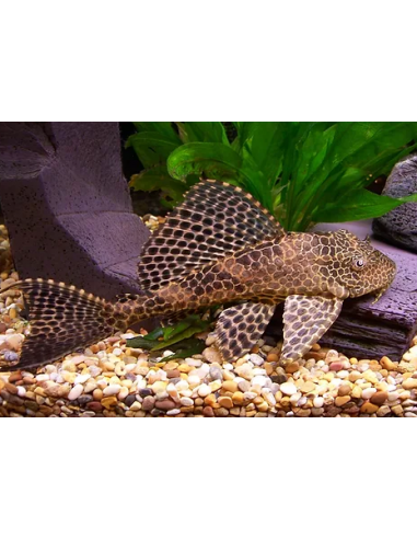 PLECOSTOMUS LEOPARDO, 4 - 5 CM