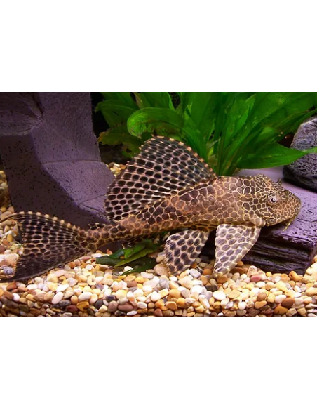 PLECOSTOMUS LEOPARDO, 4 - 5 CM