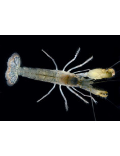 SNAPPING SHRIMP