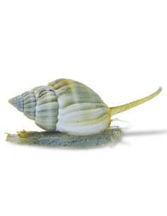 CARACOL NASSARIUS, 1 - 2 CM