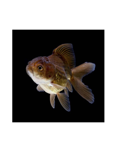 ORANDA CHOCOLATE, 5 - 7 CM