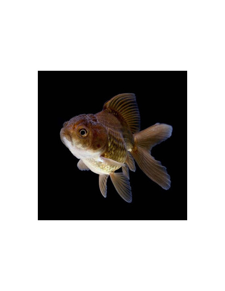 ORANDA CHOCOLATE, 5 - 7 CM