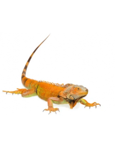 IGUANA LARANJA Bébé