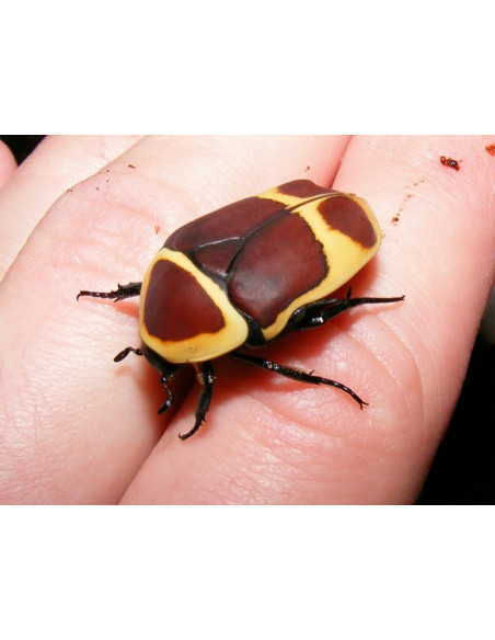 LARVA DE DOLA (CULTURA - 8 unidades)