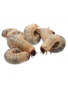 LARVA DE DOLA (CULTURA - 8 unidades)