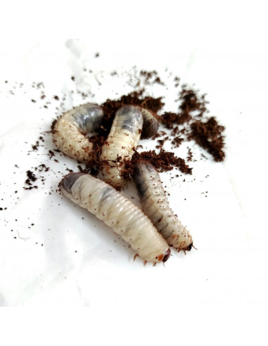 LARVA DE DOLA (CULTURA - 8 unidades)