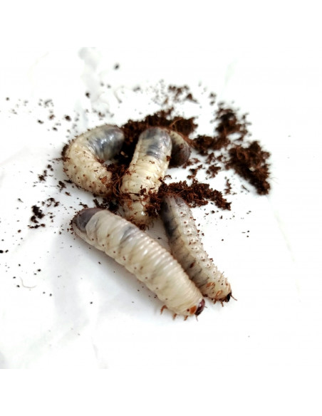 LARVA DE DOLA (CULTURA - 8 unidades)