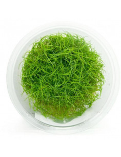 ELEOCHARIS PARVULA MINI