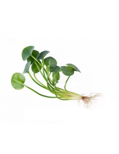 HYDROCLEYS NYMPHOIDES - 1 PÉ