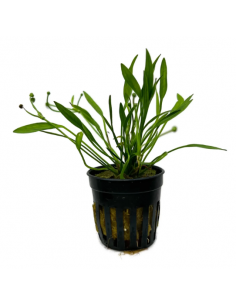 ECHINODORUS TENELLUS