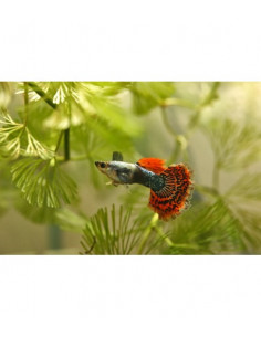 GUPPY MACHO SORTIDO, 3 - 4 CM