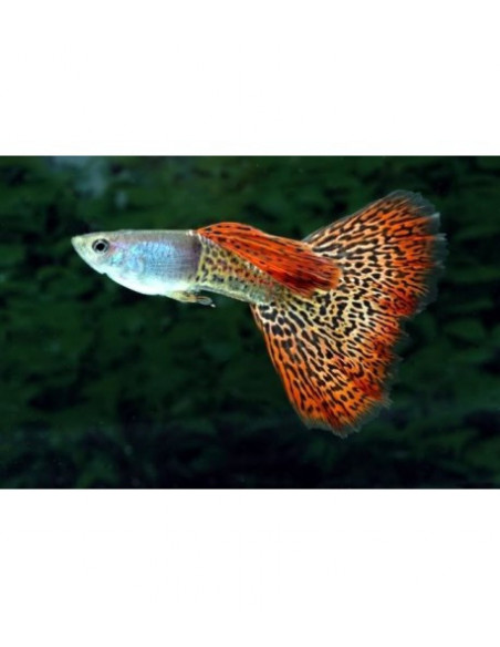 GUPPY MACHO SORTIDO, 3 - 4 CM