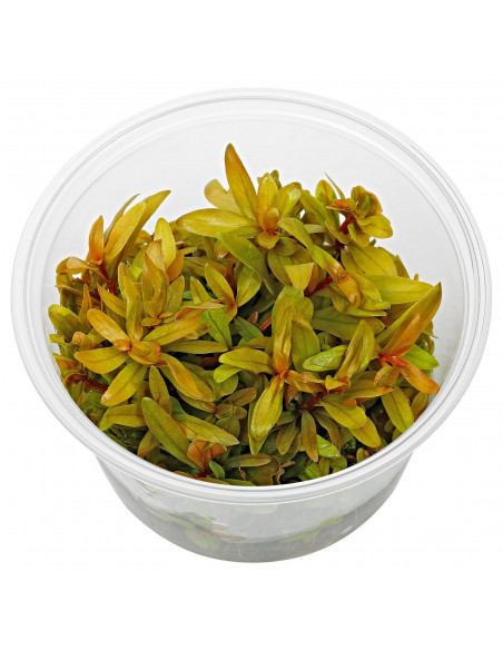 AMMANIA PEDICELLATA GOLD