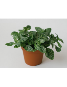 FITTONIA 'GREEN'