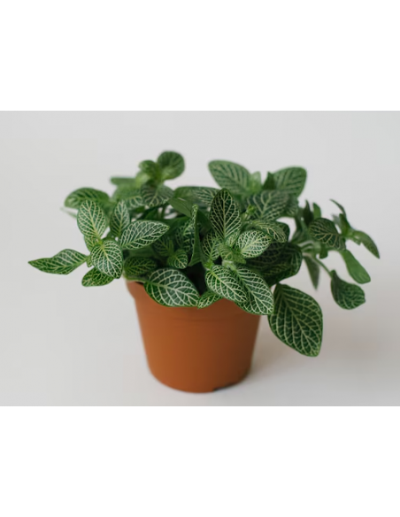 FITTONIA 'GREEN'