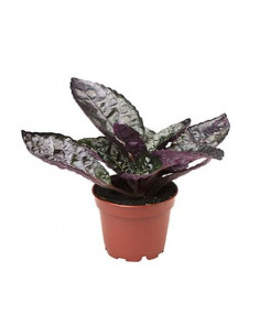 HEMIGRAPHIS COLORATA