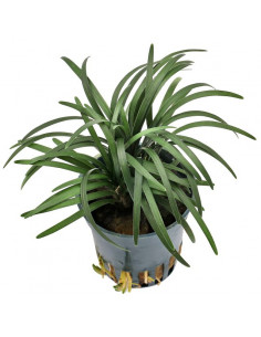 OPHIOPOGON JAPONICA
