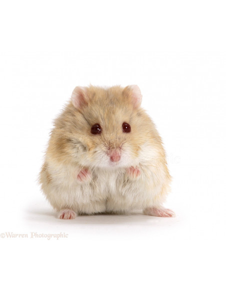HAMSTER ANÃO 'Albino Gold'