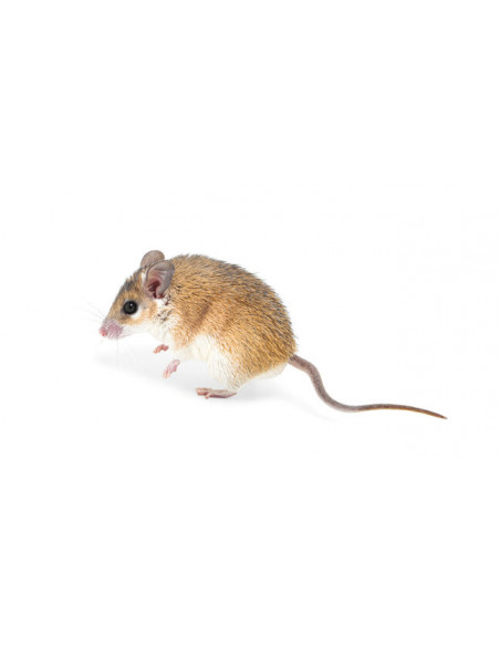 RATO ESPINHOSO