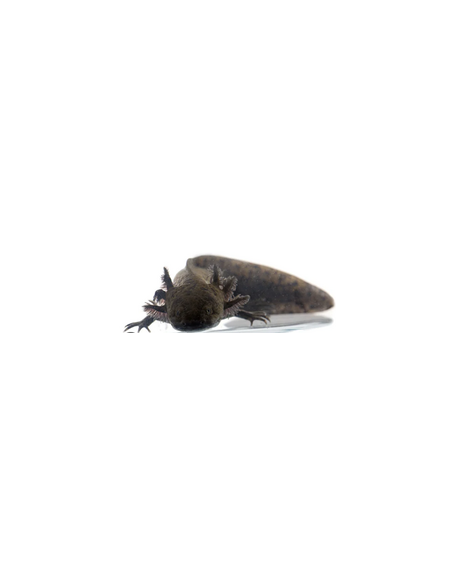 AXOLOTE, 7 - 9 CM