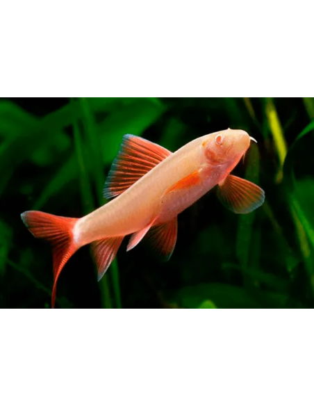 TUBARÃO LABEO ALBINO, 4 - 5 CM