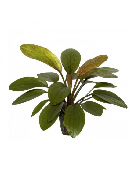 ECHINODORUS ROSE