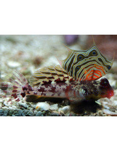 PEIXE MANDARIM OCELADO, 4 CM