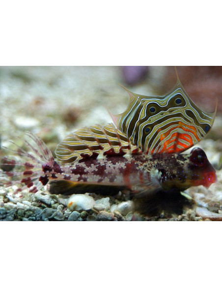 PEIXE MANDARIM OCELADO, 4 CM