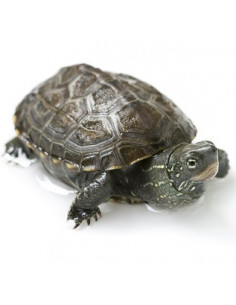 TARTARUGA DE TRÊS QUILHAS 'Bébés'