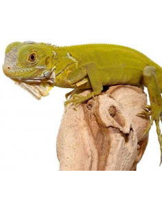 IGUANA VERDE LIMA BÉBÉ