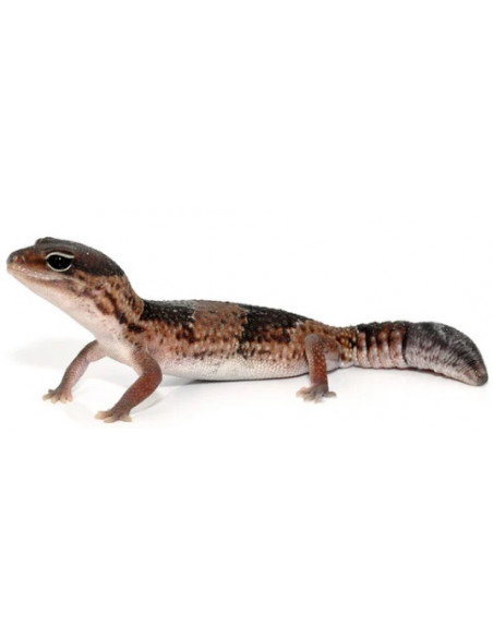 GECKO AFRICANO DE CAUDA GORDA